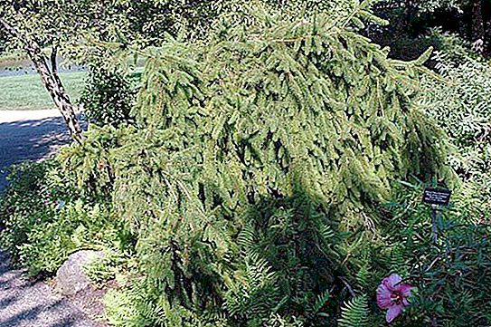 Spruce Inversa: a brief description, sowing and care
