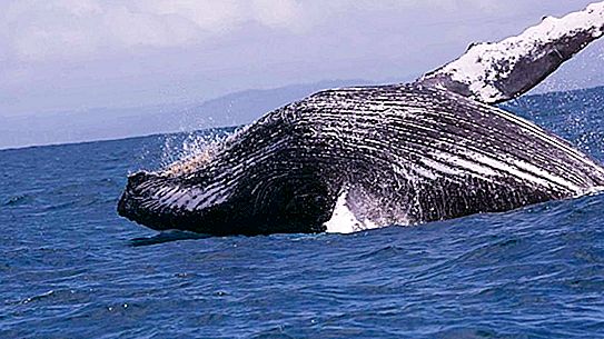 Where can I see whales in nature? Where do the whales live? How many species of whales exist
