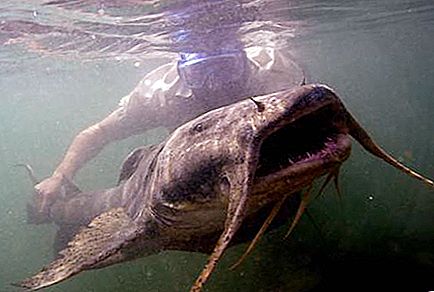 Mélytengeri szörnyeteg hal. River Monster Fish