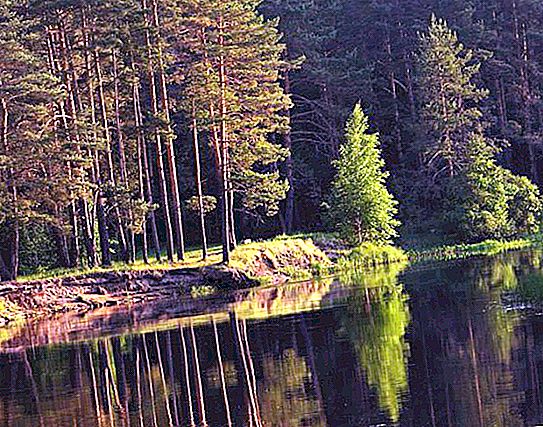 Meshchersky lesy: opis, príroda, vlastnosti a recenzie. Meshchersky Krai: lokalita, prírodný a živočíšny svet
