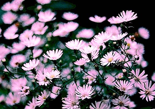Những bông hoa tinh tế của khu vườn mùa thu: hải quỳ, hoa thị, vắc-xin và chelon