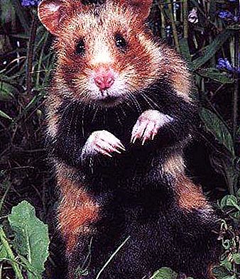 Common Hamster: description, contents and photo