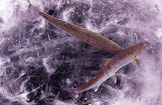 "Sluta tävla om mat": en ny studie visar vad fisk gör under isen