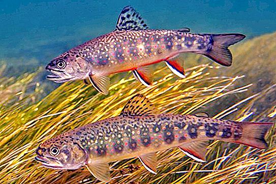溪鳟鱼：种类描述，捕鱼特色