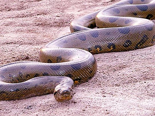 A legnagyobb kígyó a Földön a retikált python: annak leírása, hol él, mit eszik, mérete és súlya