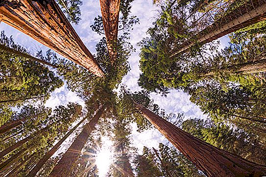 Cel mai mare copac din lume: nume și fotografie
