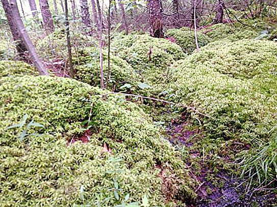 Lompatan sphagnum adalah sejenis tanah lembap. Rumput gambut Sphagnum