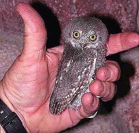 Elf Owls: najmenší a najroztomilejší z rodiny sovy