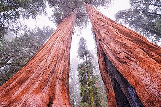 L'altezza della sequoia è sempreverde. L'altezza massima della sequoia è sempreverde