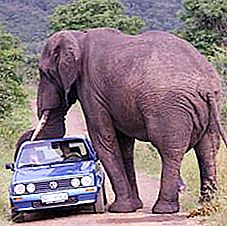 Hidupan liar: mengapa seekor gajah memerlukan batang?