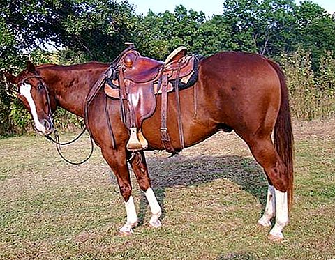 O que distingue um cavalo castrado de um garanhão: definição, conceito, classificação, diferenças e semelhança