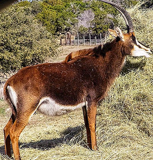 Zwarte antilope: beschrijving, leefgebied, soortkenmerken, reproductie, levenscyclus, karakteristieke tekens en kenmerken