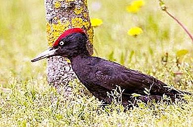 黑啄木鸟-森林中的有序动物之一