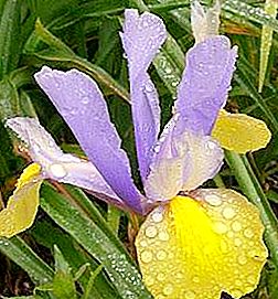 Sibul Iris on suurepärane valik teie saidi iga nurga jaoks