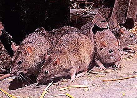 What are the rats? The rat is gray. Rats are decorative