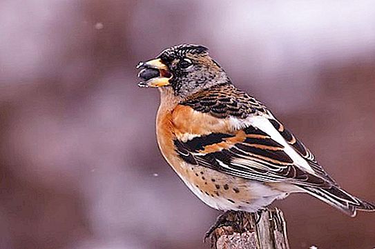 Странстващи птици: кои са те? Птиците летяха далеч към топлите земи
