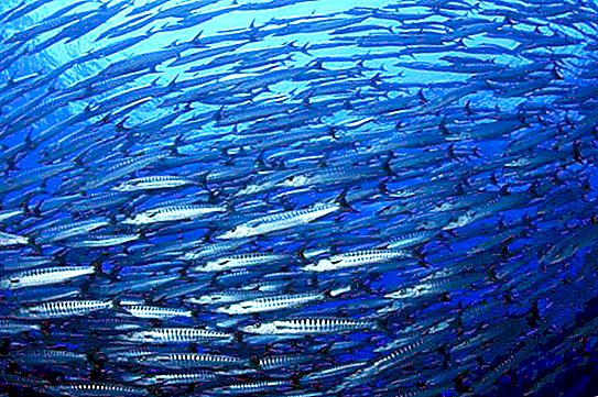 Océanos: problemas. El problema del uso de los océanos.