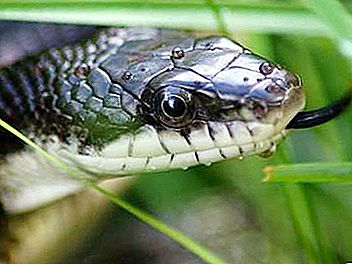 所有自然爱好者都需要知道如何区分蛇和蛇。
