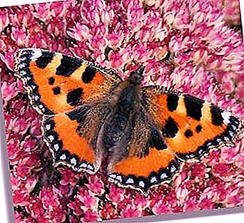 Ordinary and unusual butterfly-urticaria