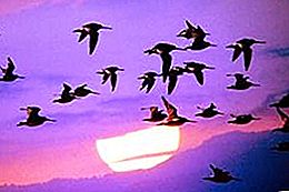 Why do birds migrate. Which birds are migratory, and which are settled