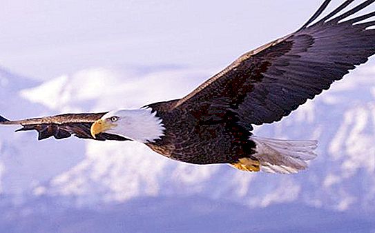 Дълголетни птици или Колко дълго живее орел