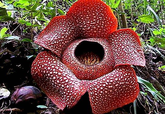 Rafflesia Arnoldi и Amorphophallus Titanium - най-големите цветя в света