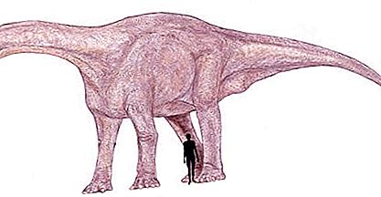 En büyük dinozor: bruhatkayosaurus veya 
