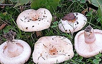 Eetbare paddenstoel, vergelijkbaar met een borst