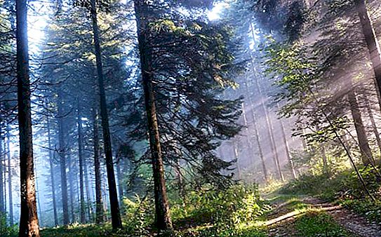 Bosque de pinos: características y ecosistema. Bosque de pinos animales y plantas