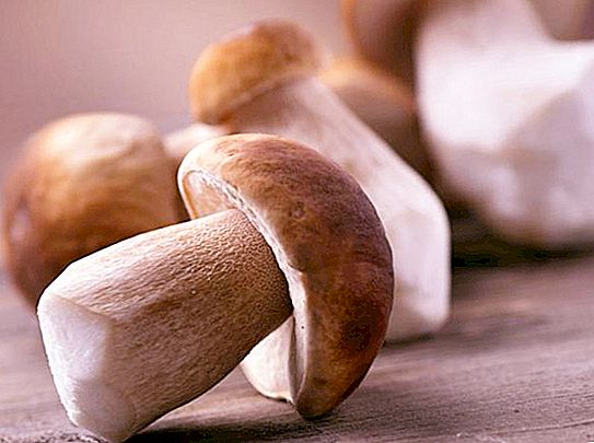 Tips waar en hoe u paddenstoelen zoekt. Waar je paddenstoelen kunt zoeken in de buitenwijken