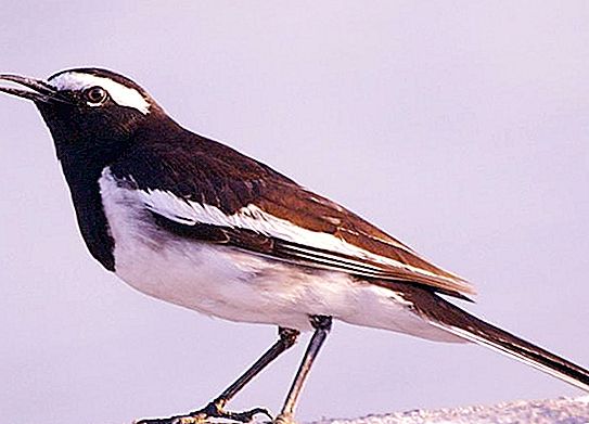 Wagtail: migratory bird o hindi? Alamin para sigurado!