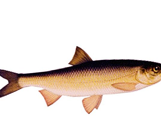 Carp - fish with a cautious disposition
