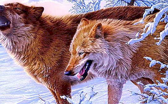 Volkov: podrijetlo prezimena i poznate plemićke obitelji