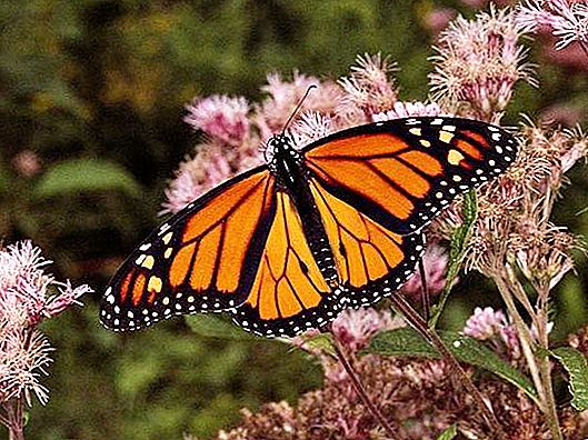 Leptir monarh: razvojne značajke i stanište