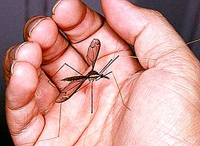 Uma grande centopéia de mosquito é um elo valioso da cadeia ambiental