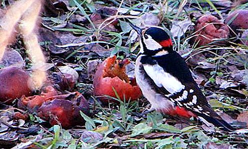 Apa yang digunakan burung di hutan? Woodpecker di atas pokok: foto