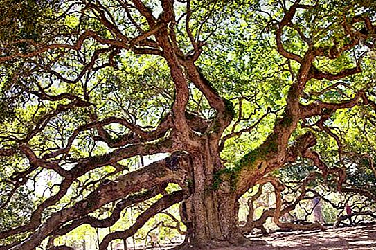 Čo je to dubový háj? Listnaté stromy Ruska: dub