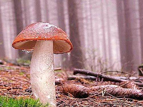 Gljiva crvene glave: Šuma delikatesa