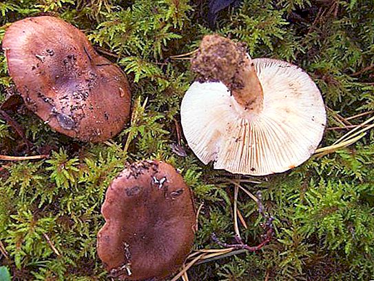 Hnědá houba: popis místa, kde roste