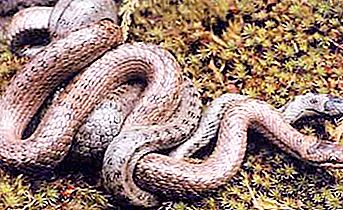 Interessante fakta om krybdyr: hvordan slanger opdrætter