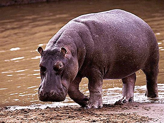 Wat is het maximale gewicht van een nijlpaard in kilogram?