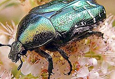 Chafer green - an amazing handsome