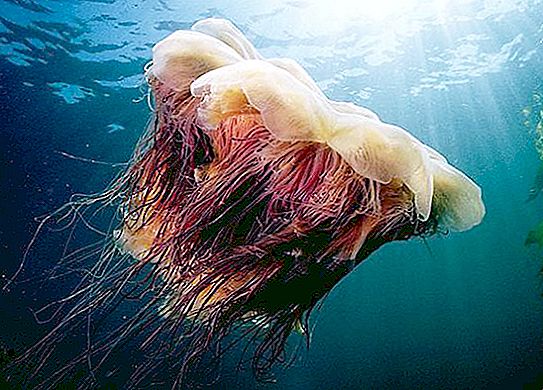 Medúza „lví hříva“ a další nebezpeční představitelé hlubinného moře