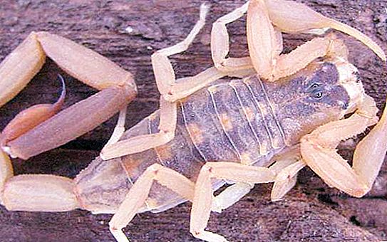 Caractéristiques des arachnides: combien d'yeux a un scorpion