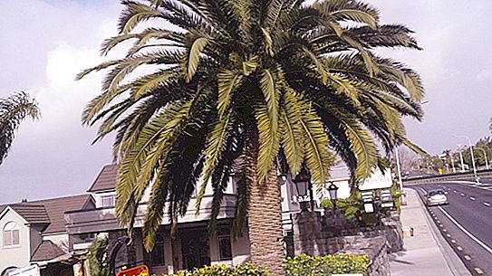 Palma: odrody, opis, vlasť rastliny