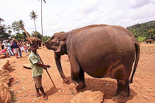 Колко дълго слоновете имат бременност и как се грижат за своето потомство?