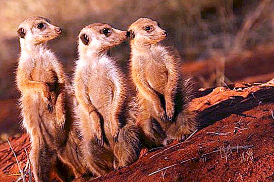 Το Meerkat είναι ένα χαριτωμένο εξωτικό ζώο που μπορεί να γίνει κατοικίδιο ζώο