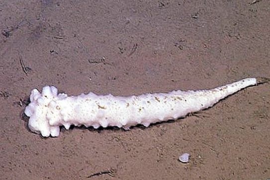 Havets svampar är hemligt: ​​vad bilder från havsbotten berättade för forskare