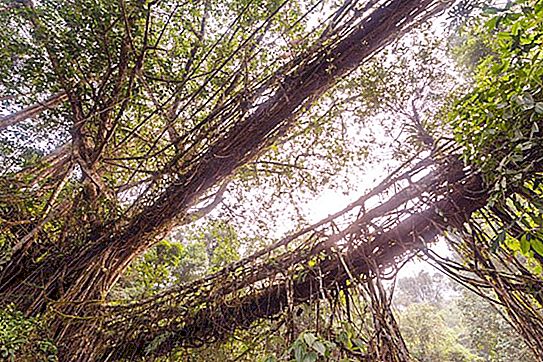 Structures uniques des tribus indiennes: ponts à partir des racines des arbres (photo)