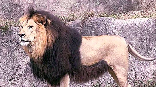 Subespecie extinta - león bárbaro